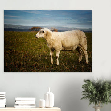Scottish lamb wall art with single lamb standing in grassy Highland field