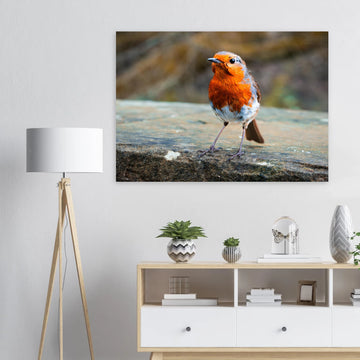 Red robin bird wall art print with bright red breast on natural background