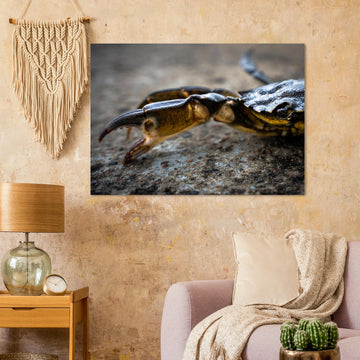 Crab Claw wall art showing a close-up crab pincer and shell lying on textured stone with shallow depth of field and soft blurred background