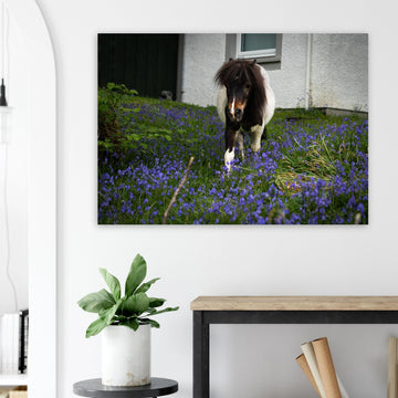 Highland pony wall art showing a small Scottish pony with a dark fluffy mane walking through purple-blue flowers in front of a white cottage wall
