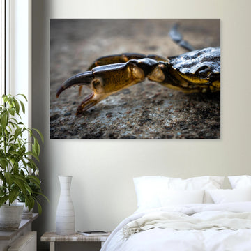 Crab Claw wall art showing a close-up crab pincer and shell lying on textured stone with shallow depth of field and soft blurred background