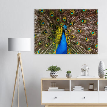 Dunfermline peacock wall art with vibrant peacock standing on path in Pittencrieff Park