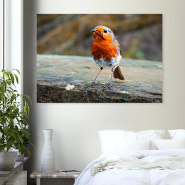 Red robin bird wall art print with bright red breast on natural background