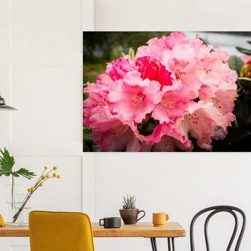 Pink Rhododendron Highlands Wall Art  Scottish Flower Print