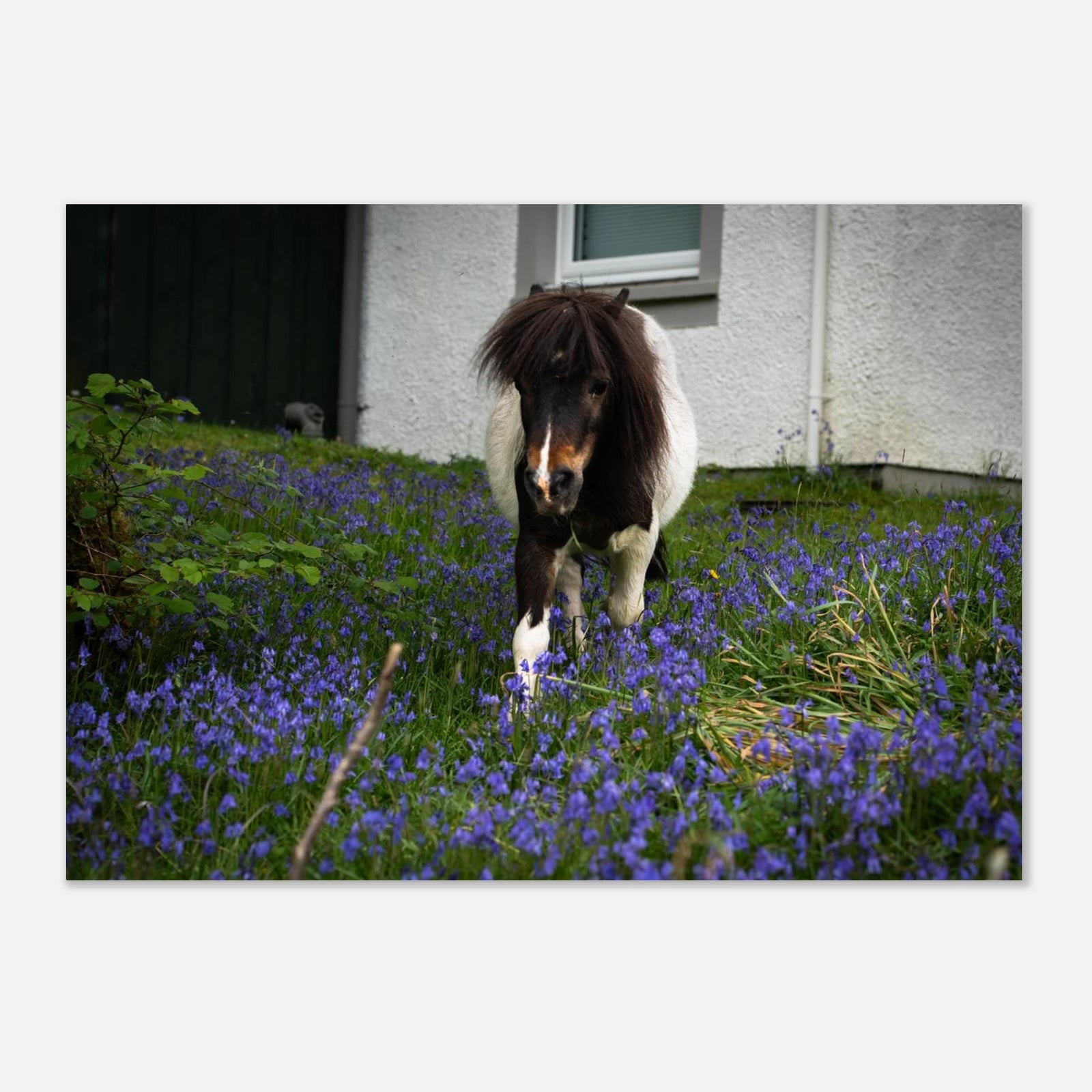 Highland pony wall art showing a small Scottish pony with a dark fluffy mane walking through purple-blue flowers in front of a white cottage wall