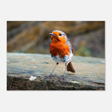 Red robin bird wall art print with bright red breast on natural background