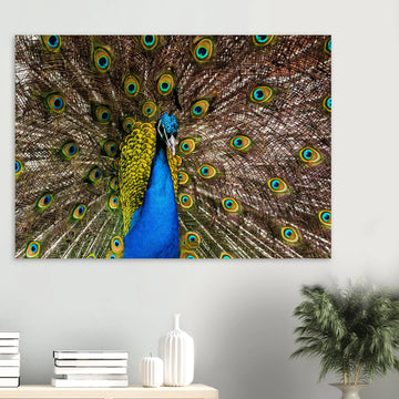 Dunfermline peacock wall art with vibrant peacock standing on path in Pittencrieff Park