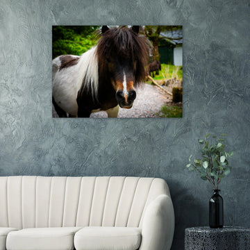 Shetland pony wall art with shaggy pony standing in grassy Scottish field