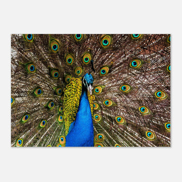 Dunfermline peacock wall art with vibrant peacock standing on path in Pittencrieff Park