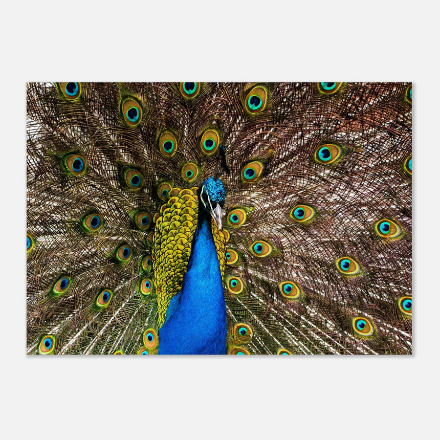 Dunfermline peacock wall art with vibrant peacock standing on path in Pittencrieff Park