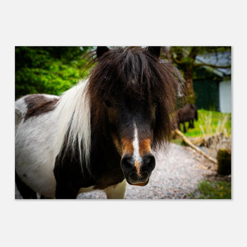 Shetland pony wall art with shaggy pony standing in grassy Scottish field