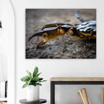Crab Claw wall art showing a close-up crab pincer and shell lying on textured stone with shallow depth of field and soft blurred background