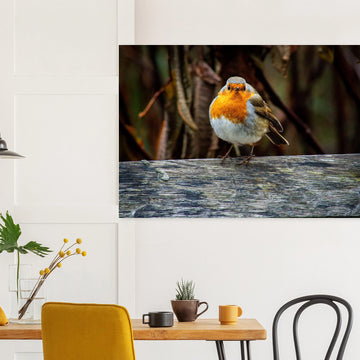 Red robin botanic garden wall art with robin perched on branch in soft green background