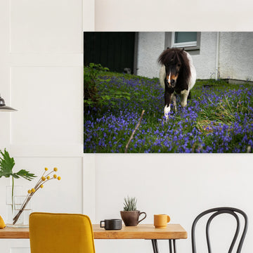 Highland pony wall art showing a small Scottish pony with a dark fluffy mane walking through purple-blue flowers in front of a white cottage wall