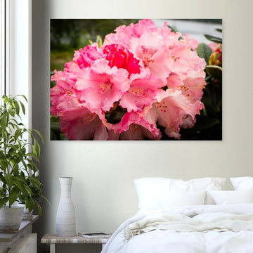 Pink Rhododendron Highlands Wall Art  Scottish Flower Print