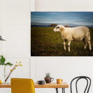 Scottish lamb wall art with single lamb standing in grassy Highland field
