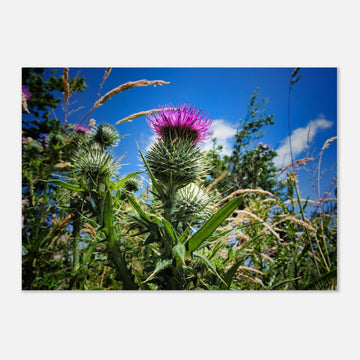 Thistle flower wall art with purple blooms and spiky green leaves in soft focus