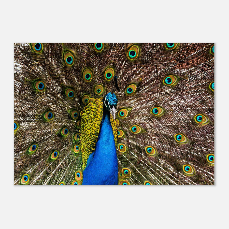 Dunfermline peacock wall art with vibrant peacock standing on path in Pittencrieff Park
