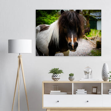 Shetland pony wall art with shaggy pony standing in grassy Scottish field