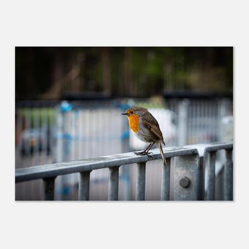 Robin Glencoe Mountain Resort wall art showing a small orange-breasted robin perched on a metal railing with a soft blurred background of railings and trees