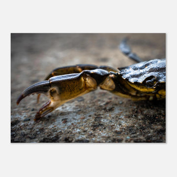 Crab Claw wall art showing a close-up crab pincer and shell lying on textured stone with shallow depth of field and soft blurred background