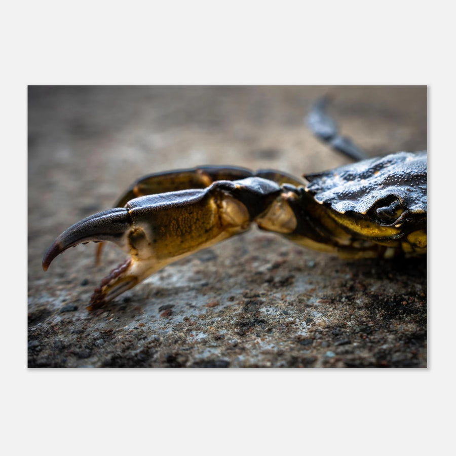 Crab Claw wall art showing a close-up crab pincer and shell lying on textured stone with shallow depth of field and soft blurred background