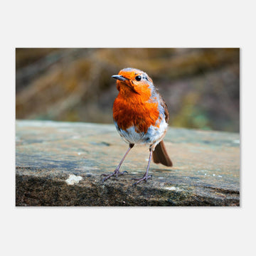 Red robin bird wall art print with bright red breast on natural background