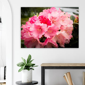 Pink Rhododendron Highlands Wall Art  Scottish Flower Print