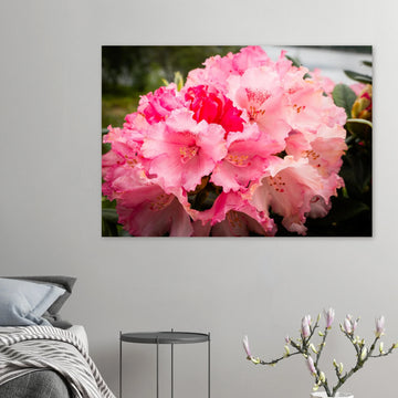 Pink Rhododendron Highlands Wall Art  Scottish Flower Print
