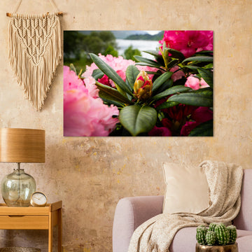 Rhododendron Highlands wall art showing a close-up rhododendron bud surrounded by glossy green leaves and soft pink blossoms with a blurred loch and hills in the background