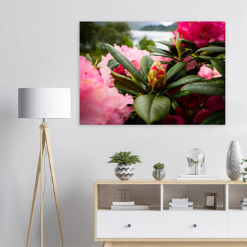 Rhododendron Highlands wall art showing a close-up rhododendron bud surrounded by glossy green leaves and soft pink blossoms with a blurred loch and hills in the background