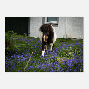 Highland pony wall art showing a small Scottish pony with a dark fluffy mane walking through purple-blue flowers in front of a white cottage wall