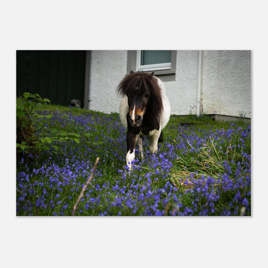 Highland pony wall art showing a small Scottish pony with a dark fluffy mane walking through purple-blue flowers in front of a white cottage wall