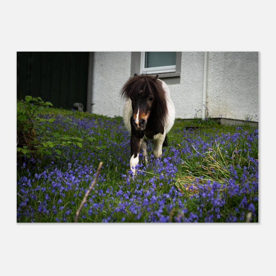 Highland pony wall art showing a small Scottish pony with a dark fluffy mane walking through purple-blue flowers in front of a white cottage wall