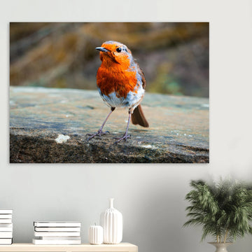 Red robin bird wall art print with bright red breast on natural background