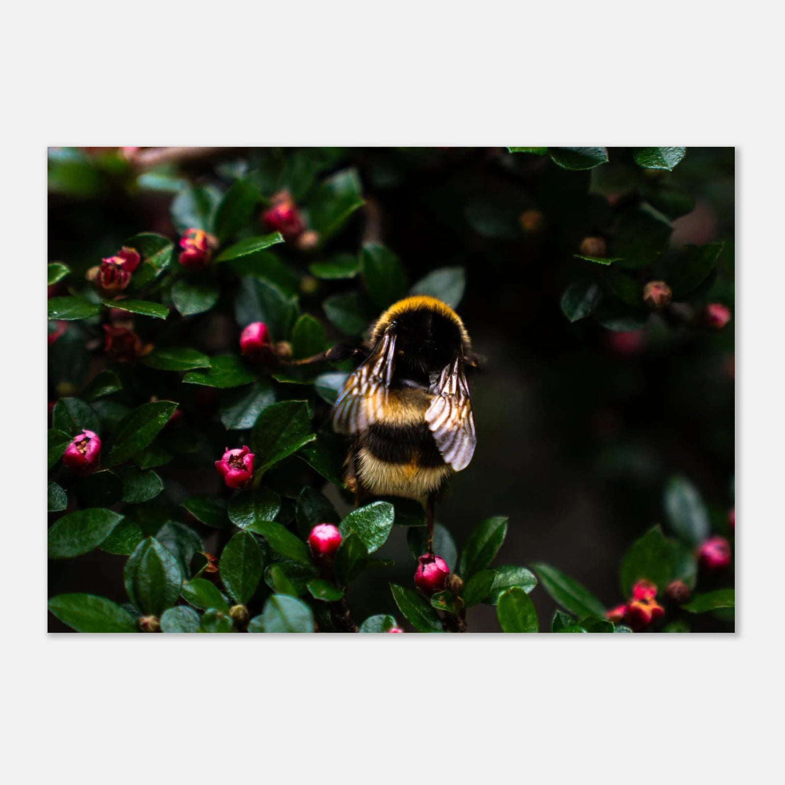 Bumblebee wall art showing a close-up fluffy bee with striped body and translucent wings on small pink buds among dark green leaves