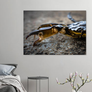 Crab Claw wall art showing a close-up crab pincer and shell lying on textured stone with shallow depth of field and soft blurred background