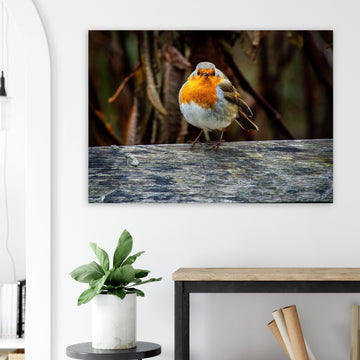 Red robin botanic garden wall art with robin perched on branch in soft green background