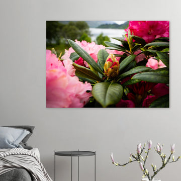 Rhododendron Highlands wall art showing a close-up rhododendron bud surrounded by glossy green leaves and soft pink blossoms with a blurred loch and hills in the background