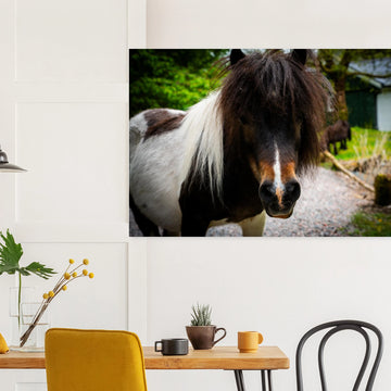 Shetland pony wall art with shaggy pony standing in grassy Scottish field
