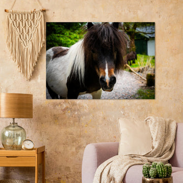 Shetland pony wall art with shaggy pony standing in grassy Scottish field