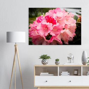 Pink Rhododendron Highlands Wall Art  Scottish Flower Print
