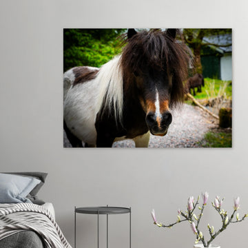 Shetland pony wall art with shaggy pony standing in grassy Scottish field