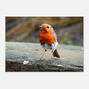 Red robin bird wall art print with bright red breast on natural background