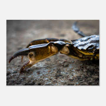 Crab Claw wall art showing a close-up crab pincer and shell lying on textured stone with shallow depth of field and soft blurred background