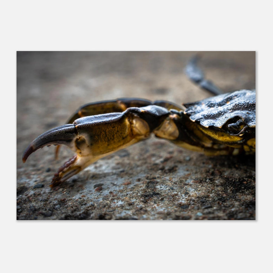 Crab Claw wall art showing a close-up crab pincer and shell lying on textured stone with shallow depth of field and soft blurred background