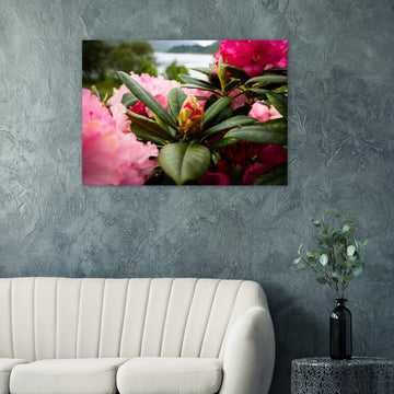 Rhododendron Highlands wall art showing a close-up rhododendron bud surrounded by glossy green leaves and soft pink blossoms with a blurred loch and hills in the background