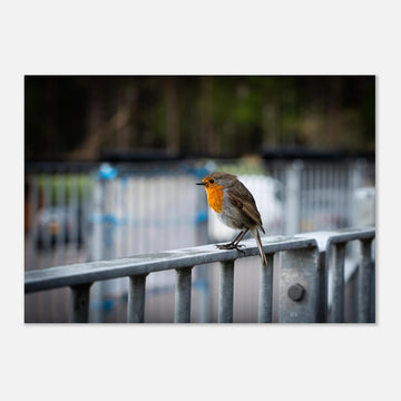 Robin Glencoe Mountain Resort wall art showing a small orange-breasted robin perched on a metal railing with a soft blurred background of railings and trees
