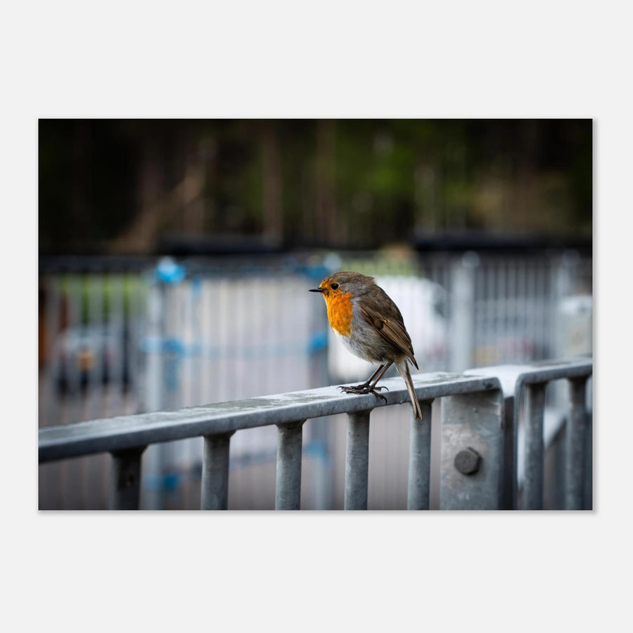 Robin Glencoe Mountain Resort wall art showing a small orange-breasted robin perched on a metal railing with a soft blurred background of railings and trees