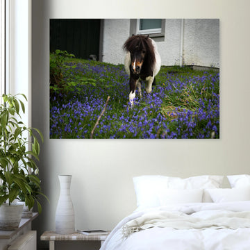 Highland pony wall art showing a small Scottish pony with a dark fluffy mane walking through purple-blue flowers in front of a white cottage wall